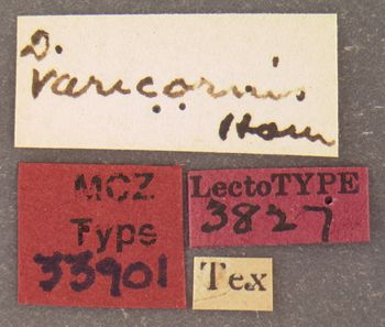 Media type: image;   Entomology 33901 Aspect: labels